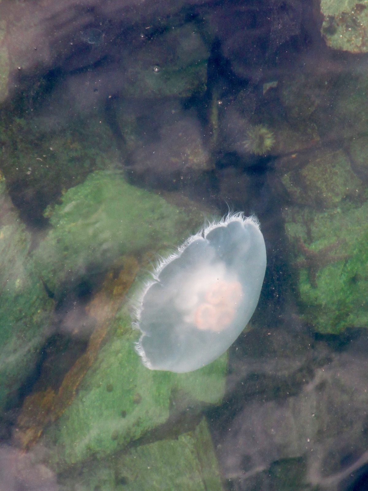 Moon jellyfish drifting through green tidal water