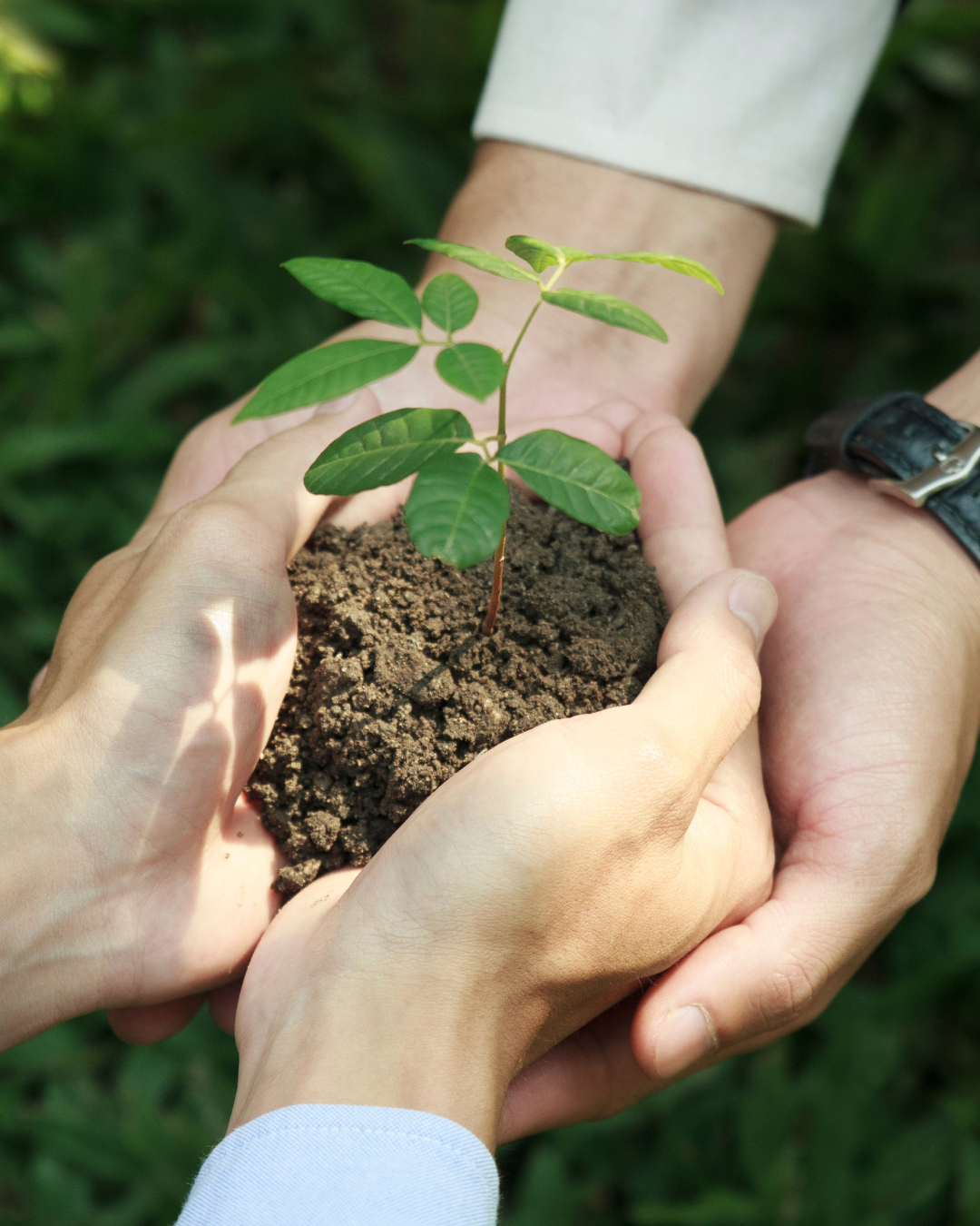 Hands holding a seedling